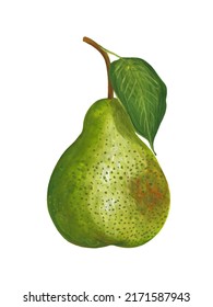 Whole Green Pear With Pedicel And Leaf - Realistic Gouache Illustration Isolated On White