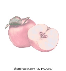 A whole pink apple and leaf   cut half and seeds white background  hand  drawn digital drawing 