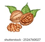 Whole walnut, half and kernel with green leaves watercolor illustration isolated from background. Realistic texture and natural colors of the shell and kernel of the nut. Ideal cooking botanical still