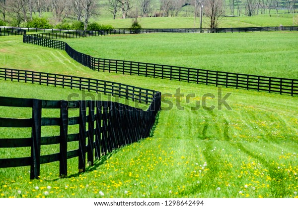 Wide grassy lane\
with dandelions and tire tracks between black equine fences and\
pastures on a spring day in Kentucky bluegrass country, USA, with\
digital oil-painting\
effect