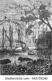 Wild Animals In A Swamp Or River In South Africa. From Jules Verne 3 Russians And 3 English Book, Vintage Engraving, 1871.
