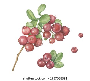 Wild Berries Clipart, Watercolor Cranberries And Lingonberries, Lingonberry Sprigs