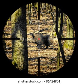 Wild Boar Hunting/telescope Cross-hair Aiming