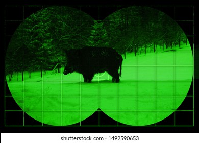 Wild Boar On Snow - View Through Night Vision