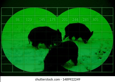 Wild Boars On Snow - View Through Night Vision Device