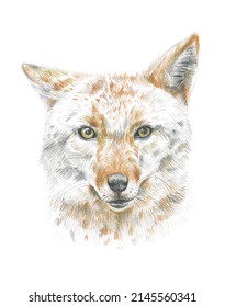 Wild Coyote. Pencil Sketch Isolated On White Background.