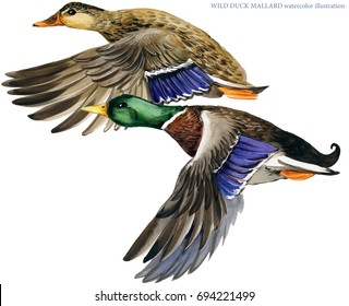 Wild Duck Mallard Watercolor Illustration. Hunting Season