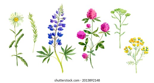 Wild Flowers: Clover, Bluebonnet, Chamomile . Hand Drawn Watercolor Floral Illustration Set