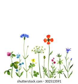 Wild flowers on a white background. Watercolor illustration