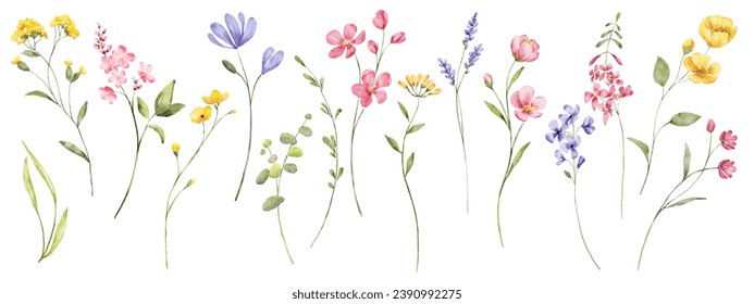 Wild flowers set, watercolor digital illustration. Perfectly for poster, card design. Mother's Day, Birthday, Valentine's day decoration.