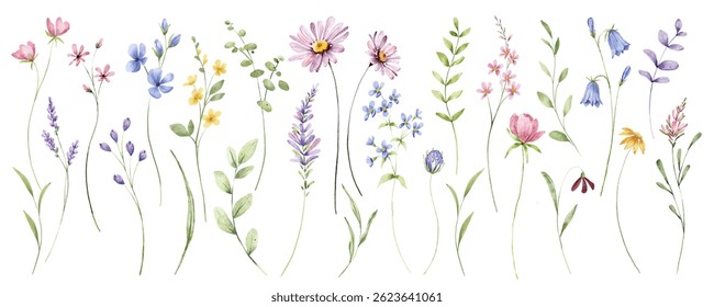 Wild flowers set, watercolor digital illustration. Perfectly for poster, card design. Mother's Day, Birthday, Valentine's day decoration.