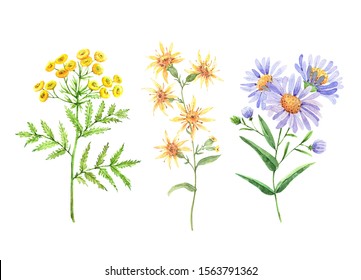 Wild Flowers Set, Watercolor Illustration