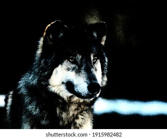 狼图片 库存照片和矢量图 Shutterstock