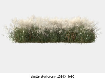 Wild Grass Isolated On Grey Background. 3d Rendering - Illustration