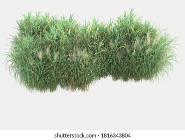 Wild Grass Isolated On Grey Background. 3d Rendering - Illustration