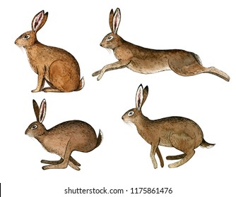 Wild hare set. Watercolor hand painted illustration