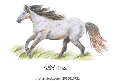 A Wild Horse Runs In The Tall Grass. Isolated Drawing On A White Background.