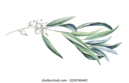Wild olive branch  isolated on white background. Watercolor hand drawn illustration.