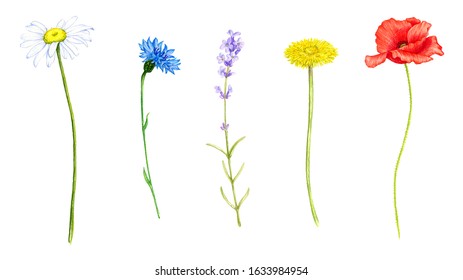 wild plants and flowers, drawing by color pencils, field herbs isolated at white background, natural background, hand drawn illustration - Shutterstock ID 1633984954