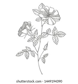 Wild Rose Flowers Drawing Sketch Illustrations Stock Illustration ...