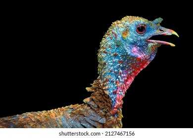 The Wild Turkey Is An Upland Ground Bird Native To North America And Is The Heaviest Member Of The Diverse Galliformes Sign Illustration Pop-art Background Icon