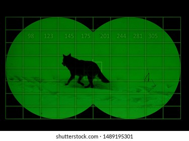 Wild Wolf On Snow - View Through Night Vision