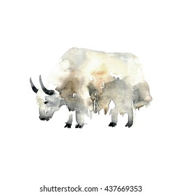 Wild Yak. Watercolor Painting On Paper Background.