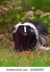 Wild Young Skunk Eating Cat Food Depiction