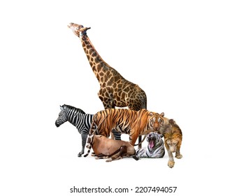 Wild Zoo Animals On White Web Banner. Composite Of A Large Group Of Wildlife Zoo Animals Together Over A White Horizontal Web Banner Or Social Media Cover.