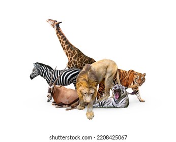 Wild Zoo Animals On White Web Banner. Composite Of A Large Group Of Wildlife Zoo Animals Together Over A White Horizontal Web Banner Or Social Media Cover.