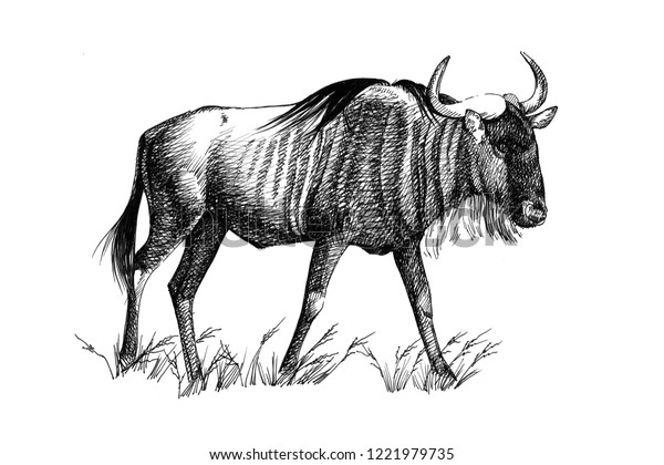 Wildebeest Hand Drawn Illustrations Originals No Stock Illustration 