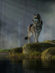 In The Wilderness, A Timber Wolf Stands Upon Moss Covered Boulders Next To A Still Pond In A Dense Pine Forest. Rays Of Light Shine Down On The Animal.  3D Rendering
