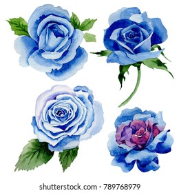 Wildflower blue rose flower in a watercolor style isolated. Full name of the plant: rose, hulthemia, rosa. Aquarelle wild flower for background, texture, wrapper pattern, frame or border.