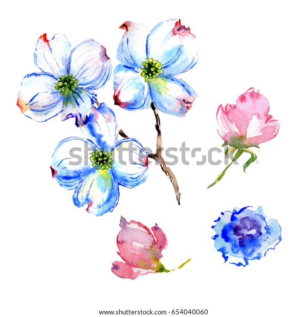 Wildflower Dogwood Flower Watercolor Style Isolated Stock Illustration 654040060