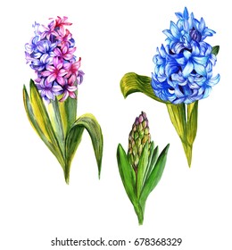 Wildflower hyacinth flower in a watercolor style isolated. Full name of the plant: hyacinth. Aquarelle wild flower for background, texture, wrapper pattern, frame or border.