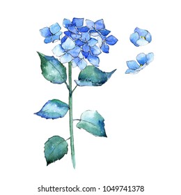 Hydrangea Tattoo High Res Stock Images Shutterstock