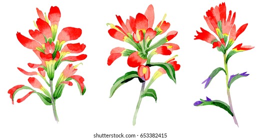 Wildflower Indian Paintbrush flower in a watercolor style isolated. Full name of the plant:  Indian Paintbrush. Aquarelle wild flower for background, texture, wrapper pattern, frame or border.