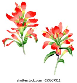 Wildflower Indian Paintbrush flower in a watercolor style isolated. Full name of the plant:  Indian Paintbrush. Aquarelle wild flower for background, texture, wrapper pattern, frame or border.