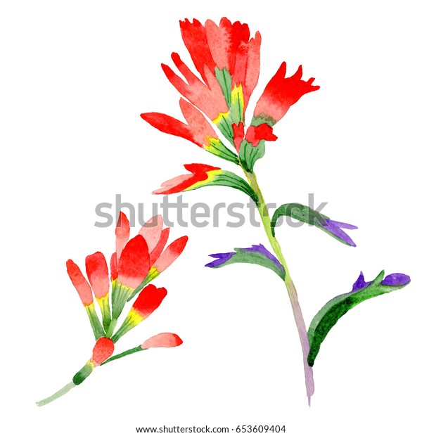 Oklahoma indian paintbrush flower