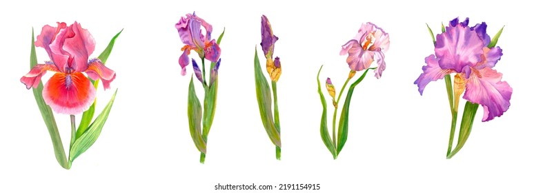 Wildflower iris flower in watercolor style isolated  Delicate bouquet iris flowers   eucalyptus leaves  Watercolor  Purple iris  Mother's day  plants  floral design  botanical illustration
