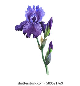 Wildflower iris flower in a watercolor style isolated. Full name of the plant: purple iris. Aquarelle wild flower for background, texture, wrapper pattern, frame or border.