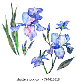Wildflower iris  flower in a watercolor style isolated. Full name of the plant: iris . Aquarelle wild flower for background, texture, wrapper pattern, frame or border.