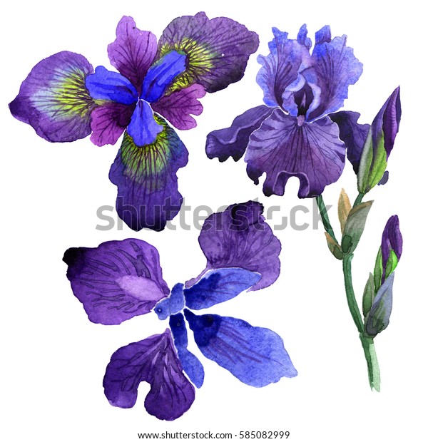 水彩風の野花菖蒲 植物のフルネーム 紫のアヤメ 背景 テクスチャー ラッパーパターン フレームまたは縁取り用のアクアレルワイルドフラワー のイラスト素材
