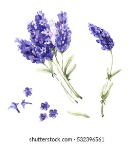 Wildflower Lavender Flower In A Watercolor Style Isolated. Full Name Of The Plant: Lavender. Aquarelle Wild Flower For Background, Texture, Wrapper Pattern, Frame Or Border.