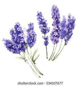 Wildflower Lavender Flower In A Watercolor Style Isolated. Full Name Of The Plant: Lavender. Aquarelle Wild Flower For Background, Texture, Wrapper Pattern, Frame Or Border.