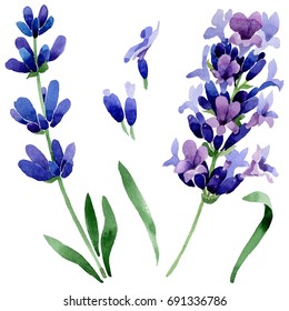 Wildflower Lavender Flower In A Watercolor Style Isolated. Full Name Of The Plant: Lavender. Aquarelle Wild Flower For Background, Texture, Wrapper Pattern, Frame Or Border.