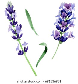 Wildflower Lavender Flower In A Watercolor Style Isolated. Full Name Of The Plant: Lavender. Aquarelle Wild Flower For Background, Texture, Wrapper Pattern, Frame Or Border.