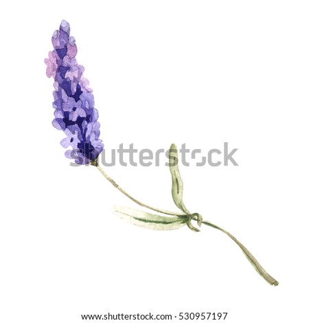 Similar – Foto Bild Blumen Aquarell mit Textfreiraum