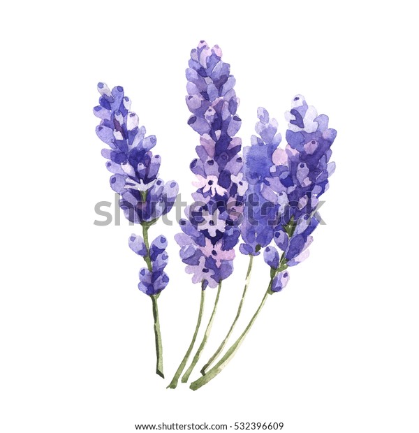 Wildflower Lavender Flower Watercolor Style Isolated Stock Illustration