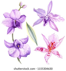 Wildflower orchid flower in a watercolor style isolated. Full name of the plant: colorful orchid. Aquarelle wild flower for background, texture, wrapper pattern, frame or border.